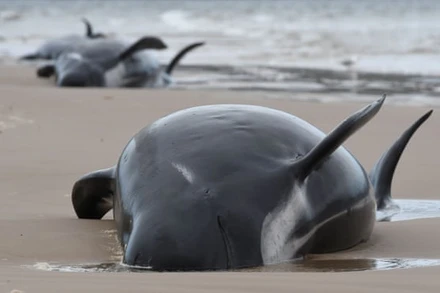 Cá voi mắc cạn ở cảng Macquarie, bang Tasmania, Australia. Ảnh: Getty Images.