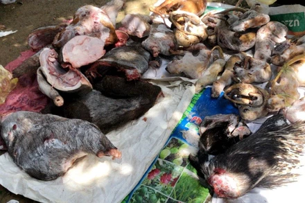 Gần 100 kg động vật rừng phát hiện trong tủ đông