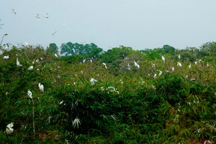 Vườn cò Bằng Lăng - sân chim lớn nhất đồng bằng sông Cửu Long