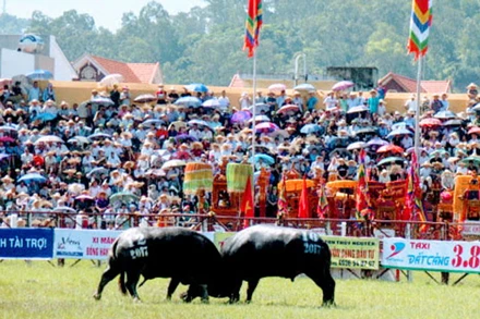 Tạm dừng lễ hội chọi trâu truyền thống Đồ Sơn năm 2020