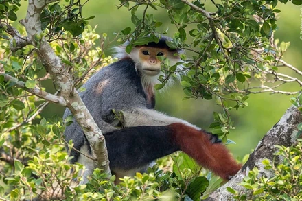 “Voọc trên cành cây” của tác giả Arshdeep Singh (Ấn Độ). Khi bố của Singh chuẩn bị sang Việt Nam để tham gia hội nghị được tổ chức gần Khu bảo tồn thiên nhiên Sơn Trà, anh đã đọc thông tin về loài voọc chà vá chân nâu có nguy cơ tuyệt chủng và xin bố cho đi cùng. Khu bảo tồn thiên nhiên Sơn Trà là “thành trì” của loài voọc. Chỉ được tìm thấy tại Việt Nam, Lào và Campuchia, loài này đang bị đe dọa mất môi trường sống, bị săn bắt và buôn bán. 