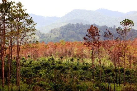 Rừng thông tại tiểu khu 292, địa bàn xã Tân Thanh, huyện Lâm Hà (Lâm Đồng) bị hạ độc đã chuyển màu héo úa.
