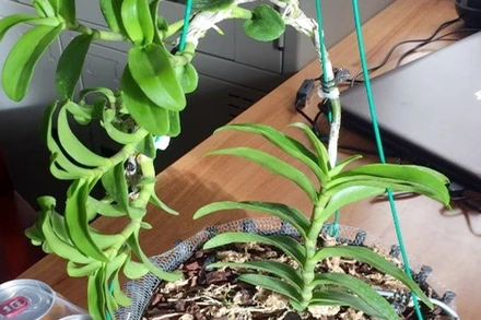 Một trong những tang vật vụ việc.