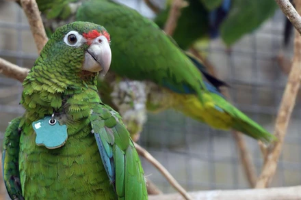  Vẹt Iguaca từng có nguy cơ tuyệt chủng nếu không có những nỗ lực bảo tồn. Ảnh: Tổ chức Cá và Động vật Hoang dã Quốc gia Mỹ (NFWF).