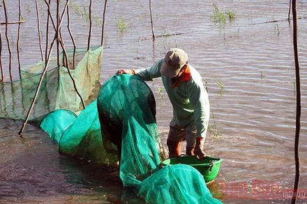 Con nước thấp trong mùa lũ ở An Giang (Ảnh minh họa).