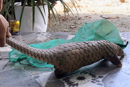 Lực lượng chức năng phát hiện tại nhà Mạnh một cá thể tê tê quý hiếm, nhóm 1B.