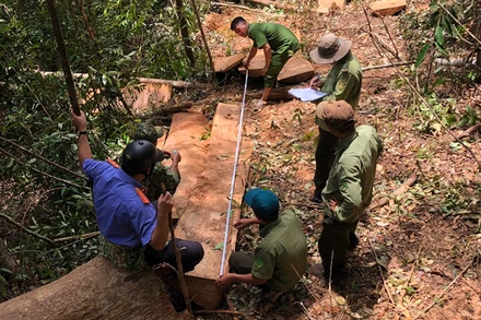 Hiện trường vụ khai thác gỗ trái phép tại lâm phần do Công ty TNHH MTV lâm nghiệp Đức Hòa quản lý.