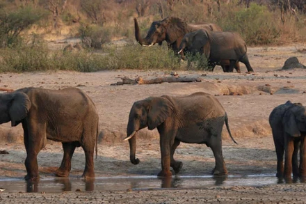 Đàn voi ở Vườn quốc gia Hwange, gần nơi 11 cá thể voi chết vào ngày 29-8.