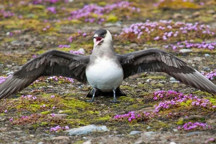 Các tác giả của báo cáo cảnh báo mất đa dạng sinh học là một mối đe dọa nghiêm trọng đối với an ninh lương thực toàn cầu.