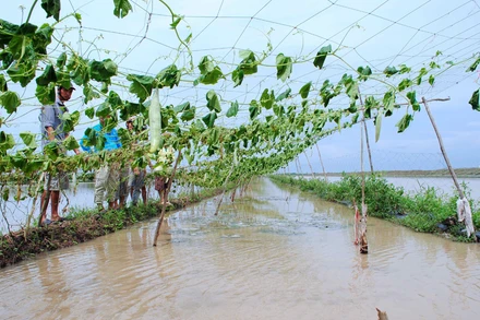 Rau màu của người dân trên địa bàn xã Khánh Bình Tây (huyện Trần Văn Thời) bị héo lá vì ngập úng. 