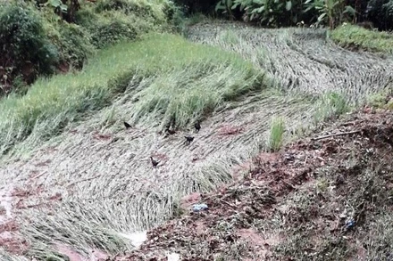 Mưa lũ làm ngập úng hàng chục ha lúa.