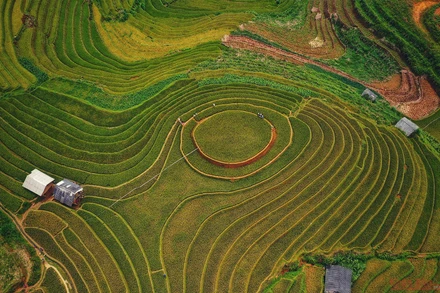 Mù Cang Chải mùa lúa chín