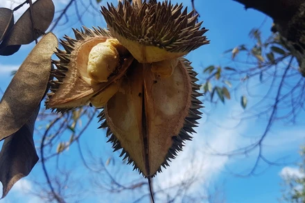 Nắng hạn nghiêm trọng khiến vườn sầu riêng cho thu hoạch nhiều năm nay tại huyện Vĩnh Linh nhiều cây bị chết, quả rụng và khô nứt nẻ.