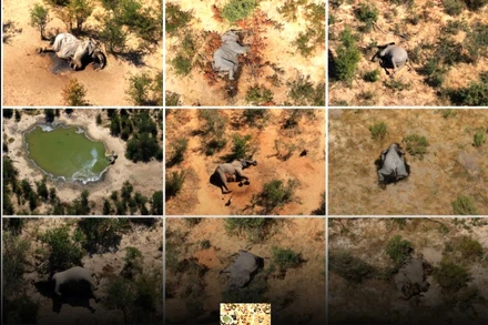 Bức ảnh ghép những con voi đã chết ở Botswana. Ảnh: Reuters.