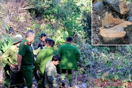 Lực lượng chức năng đưa các đối tượng thực nghiệm hiện trường và cây rừng bị cưa hạ trái phép (ảnh nhỏ)