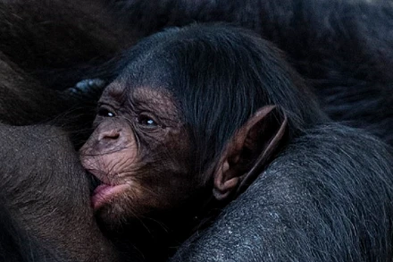 Tinh tinh Tây Phi 43 tuổi sinh con tại vườn thú ở Anh