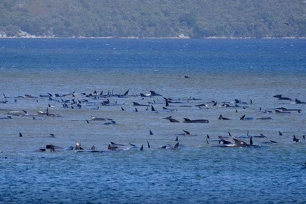 Cá voi phi tiêu bị mắc cạn ở Tasmania, Australia ngày 21-9. Ảnh: Reuters.