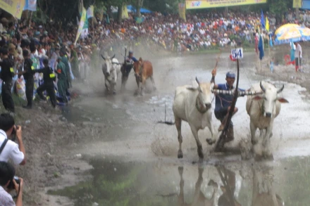 Không tổ chức Hội đua bò Bảy Núi