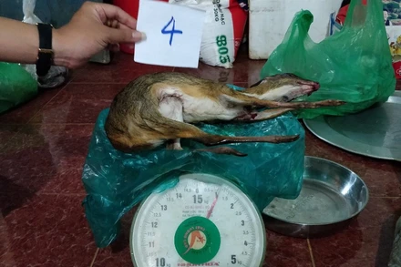 Cơ quan công an đã tịch thu nhiều động vật hoang dã là thú rừng mua bán trái phép.