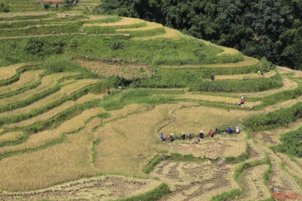 Mường Hoa mùa gặt