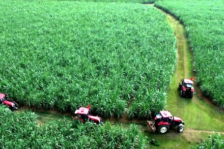 Vùng thâm canh cây mía đường trên đồng đất Lam Sơn.