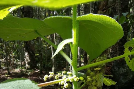 Đây là loại cây độc nhất trong số các loại cây châm chích vào da người. Ảnh: The Conversation.