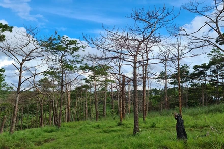 Nhiều diện tích rừng thông phòng hộ được giao cho người dân trái quy định dẫn đến thông bị đầu độc chết đứng, đất rừng bị xâm chiếm.