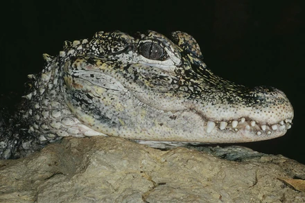 Nghiên cứu cá sấu Trung Quốc trong buồng khí heli đoạt giải Ig Nobel Âm thanh. Ảnh: Scientist.