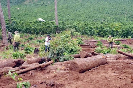 Cơ quan chức năng kiểm tra hiện trường vụ chôn lấp gỗ thông tại tiểu khu 443, xã Lộc Phú, vào tháng 8-2020.