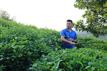 Do thiếu nhân lực thu hái, anh Bùi Văn Thế ở xóm 9, xã Tân Linh, huyện Đại Từ phá bỏ chè quá lứa. 