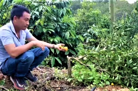 Cây ăn trái được anh Nguyễn Hải Thiện trồng xen trong rẫy cà-phê cũng bị chặt phá.