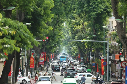 Hàng cây trên phố Tràng Thi, Hà Nội. (Ảnh: HÀ NAM)