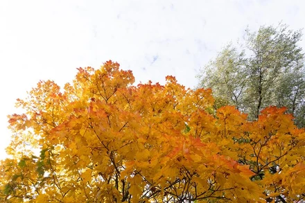 Vòm lá sẫm vẫn ánh vàng rực rỡ mỗi khi thu về, làm xao xuyến lòng người (Ảnh: THANH THỂ)