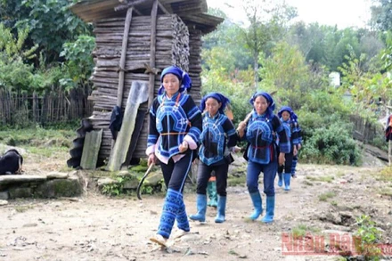 Đồng bào dân tộc Hà Nhì ở xã Ý Tý (Bát Xát- Lào Cai) đi thu hoạch sâm đất