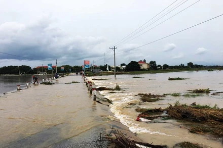 Người dân thôn Từ Tâm, xã Phước Hải, huyện Ninh Phước, tỉnh Ninh Thuận tìm cách cứu lúa đang bị ngập úng.