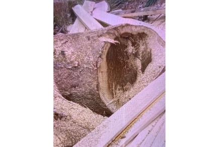 Cây gỗ bị chặt phá còn bỏ lại tại Tiểu khu 720.