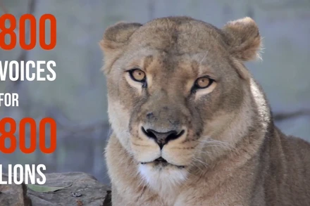 Chiến dịch 800 tiếng nói bảo vệ sư tử.
