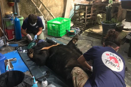 Kiểm tra sức khỏe cho gấu.