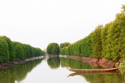 Một góc Vườn Quốc gia Mũi Cà Mau. 