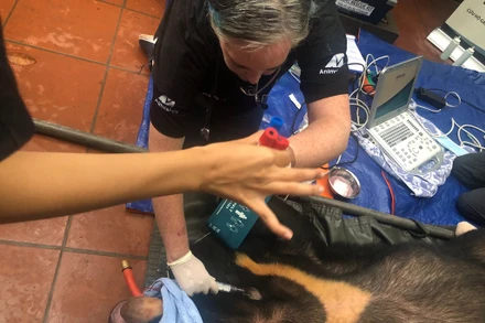Y tá lấy mẫu máu và đo huyết áp cho gấu trong quá trình khám lâm sàng tại nơi cứu hộ.