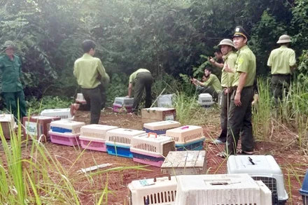 Lực lượng chức năng đưa các cá thể động vật quý hiếm thả về môi trường rừng tự nhiên, tại Vườn quốc gia Cát Tiên.