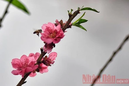 Ảnh minh họa: Minh Duy.