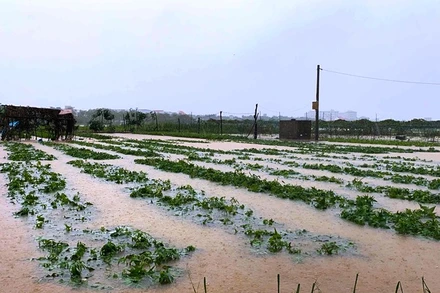 Vùng rau sạch La Hường lớn nhất Đà Nẵng chìm trong biển nước.
