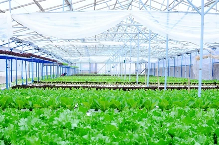 (Ảnh minh họa: Internet)