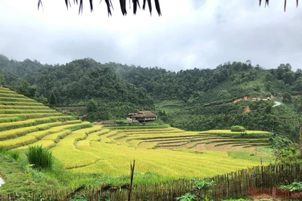 Những mùa vàng trên núi