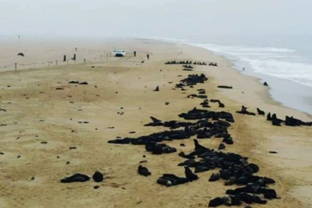 Xác hải cẩu nằm dọc bờ biển bãi biển Namibia.