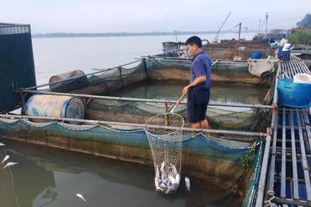 Người dân xã Xuân Lộc vớt số cá chết tại lồng đi tiêu hủy.