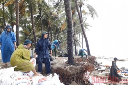 Dùng dây để níu giữ hàng dừa ở biển Cửa Đại.