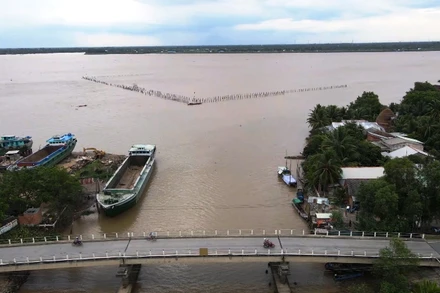 Bãi cọc ngầm nhìn từ cầu Cái Lóc hướng ra sông Cổ Chiên, trông giống như cái nò bắt cá khổng lồ giữa dòng sông.