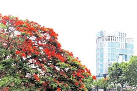 Lung linh sắc đỏ